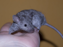 Ivy Happy Mouse